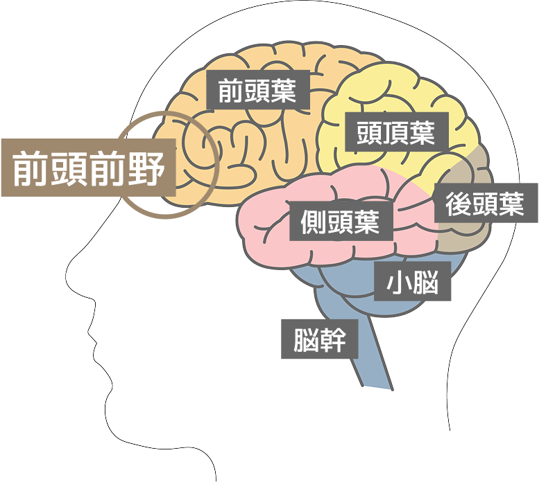 脳地図のイラスト